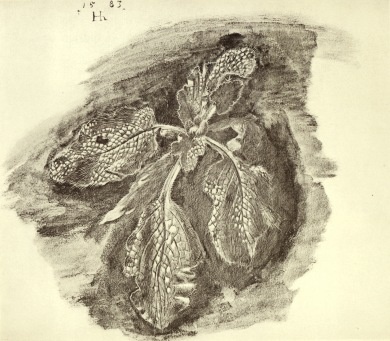 Hoffmann Hans; Ackerdistel